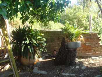 Immagine annuncio